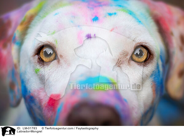 Labrador-Mischling / Labrador-Mongrel / LM-01783
