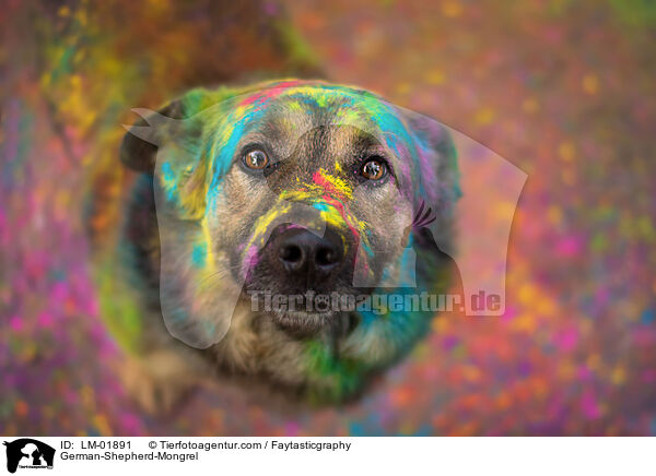 Deutscher-Schferhund-Mischling / German-Shepherd-Mongrel / LM-01891