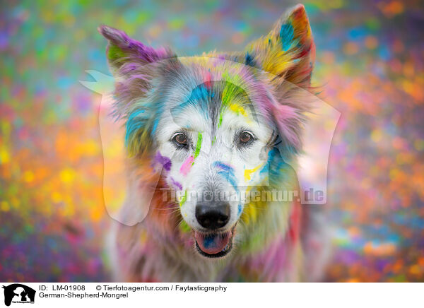 Deutscher-Schferhund-Mischling / German-Shepherd-Mongrel / LM-01908