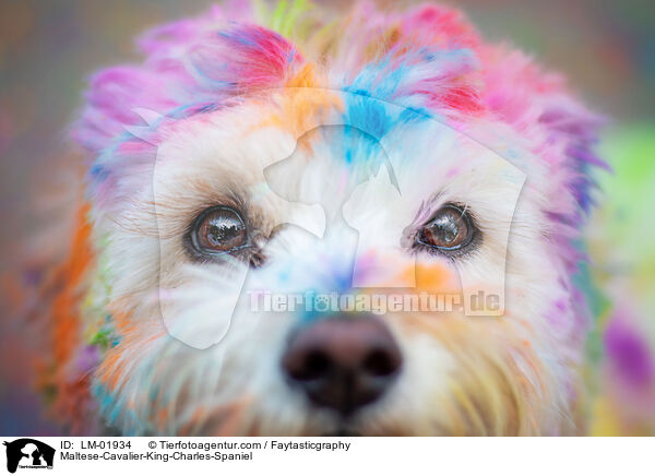 Malteser-Cavalier-King-Charles-Spaniel / Maltese-Cavalier-King-Charles-Spaniel / LM-01934