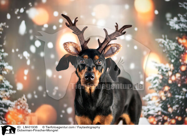 Dobermann-Mischling / Doberman-Pinscher-Mongrel / LM-01936