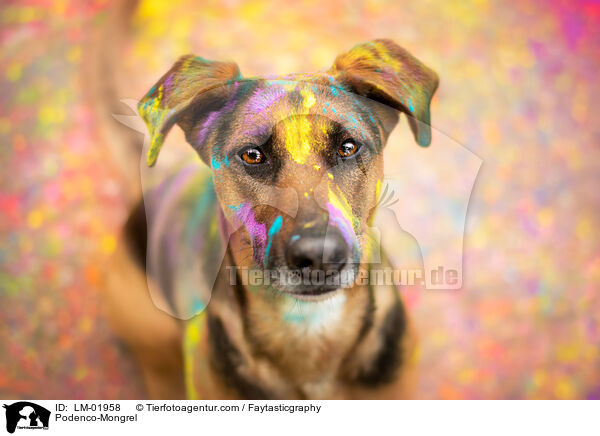 Podenco-Mischling / Podenco-Mongrel / LM-01958