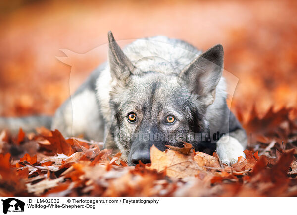 Wolfhund-Weier-Schweizer-Schferhund / Wolfdog-White-Shepherd-Dog / LM-02032