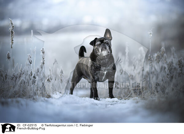 Franzsische-Bulldogge-Mops / French-Bulldog-Pug / CF-02515
