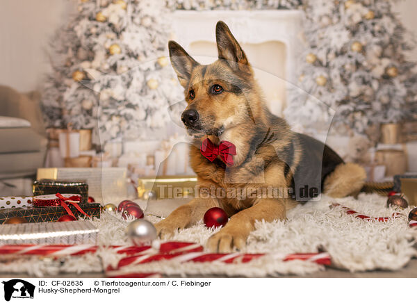 Husky-Schferhund-Mix / Husky-Shepherd-Mongrel / CF-02635