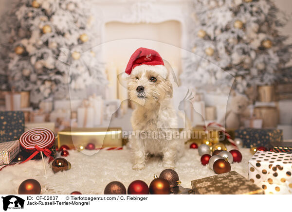 Jack-Russell-Terrier-Mix / Jack-Russell-Terrier-Mongrel / CF-02637
