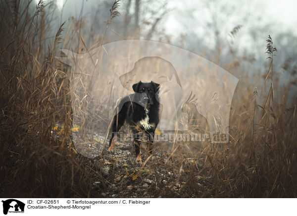Kroatischer-Schferhund-Mischling / Croatian-Shepherd-Mongrel / CF-02651