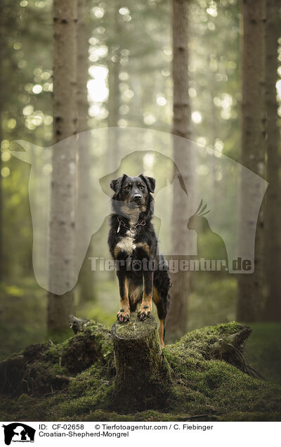 Kroatischer-Schferhund-Mischling / Croatian-Shepherd-Mongrel / CF-02658