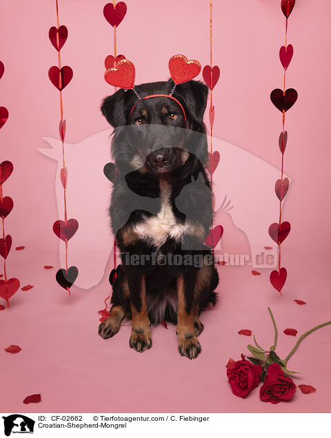 Croatian-Shepherd-Mongrel / CF-02662
