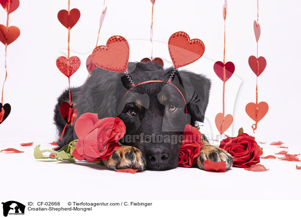 Kroatischer-Schferhund-Mischling / Croatian-Shepherd-Mongrel / CF-02668
