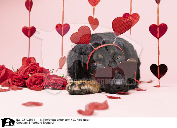 Kroatischer-Schferhund-Mischling / Croatian-Shepherd-Mongrel / CF-02671