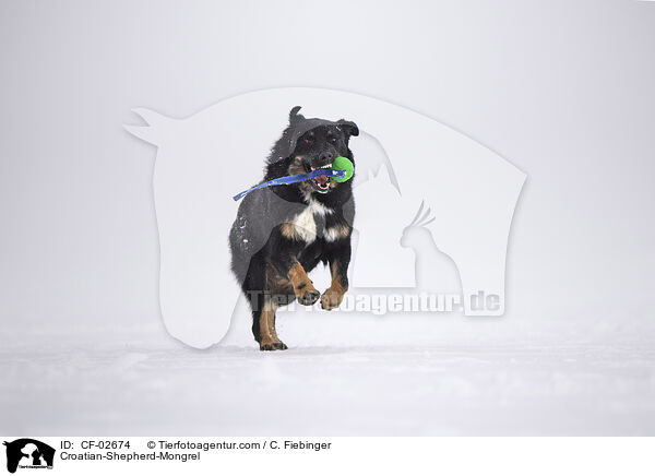 Kroatischer-Schferhund-Mischling / Croatian-Shepherd-Mongrel / CF-02674