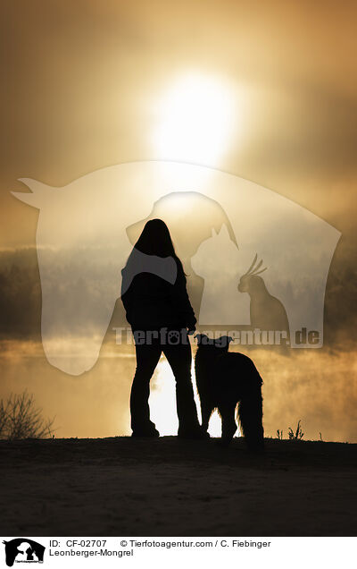 Leonberger-Mischling / Leonberger-Mongrel / CF-02707
