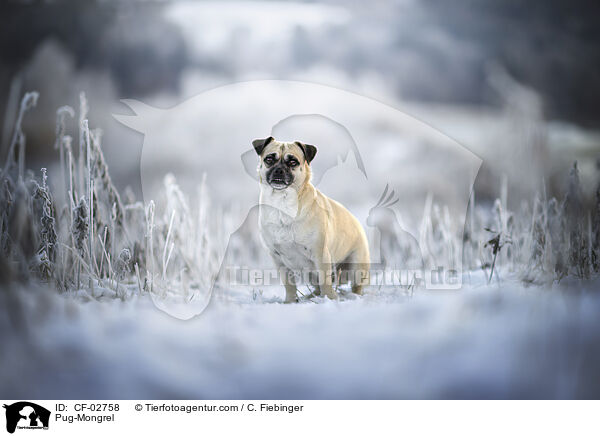Mops-Mischling / Pug-Mongrel / CF-02758