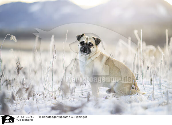Mops-Mischling / Pug-Mongrel / CF-02759