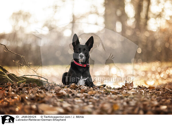 Labrador-Retriever-Deutscher-Schferhund / Labrador-Retriever-German-Shepherd / JAM-06424