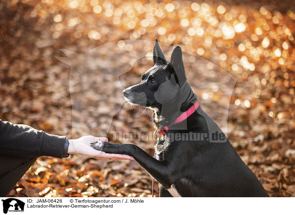 Labrador-Retriever-Deutscher-Schferhund / Labrador-Retriever-German-Shepherd / JAM-06426