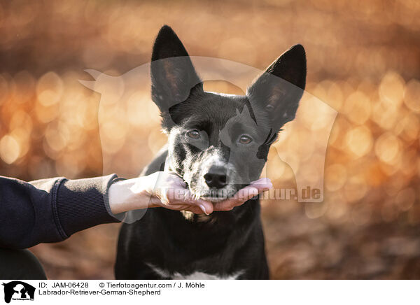 Labrador-Retriever-Deutscher-Schferhund / Labrador-Retriever-German-Shepherd / JAM-06428