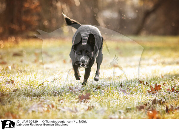 Labrador-Retriever-Deutscher-Schferhund / Labrador-Retriever-German-Shepherd / JAM-06429