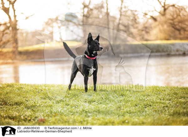 Labrador-Retriever-Deutscher-Schferhund / Labrador-Retriever-German-Shepherd / JAM-06430