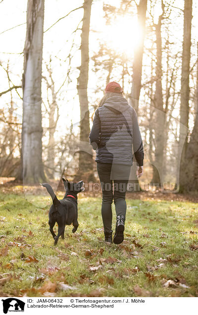 Labrador-Retriever-Deutscher-Schferhund / Labrador-Retriever-German-Shepherd / JAM-06432