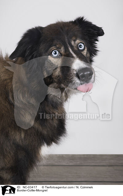 Border-Collie-Mischling / Border-Collie-Mongrel / NC-03417