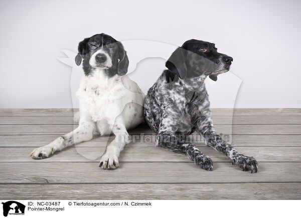 Pointer-Mischling / Pointer-Mongrel / NC-03487