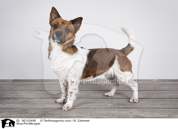 Shar-Pei-Mischling / Shar-Pei-Mongrel / NC-03499