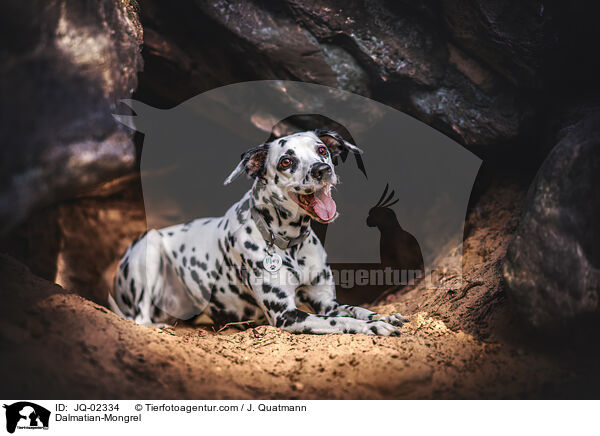 Dalmatiner-Mischling / Dalmatian-Mongrel / JQ-02334