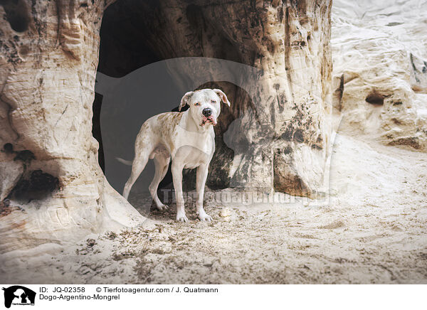 Dogo-Argentino-Mischling / Dogo-Argentino-Mongrel / JQ-02358