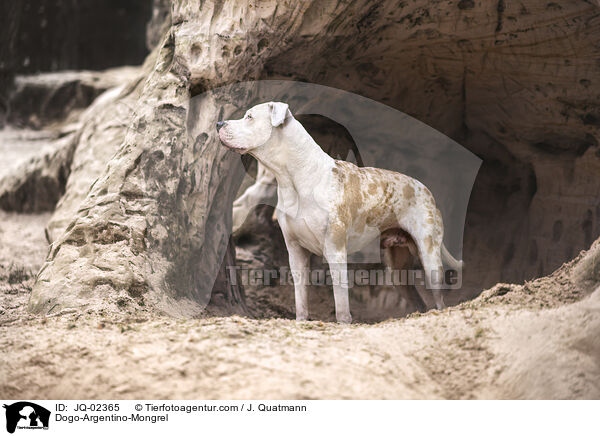 Dogo-Argentino-Mischling / Dogo-Argentino-Mongrel / JQ-02365