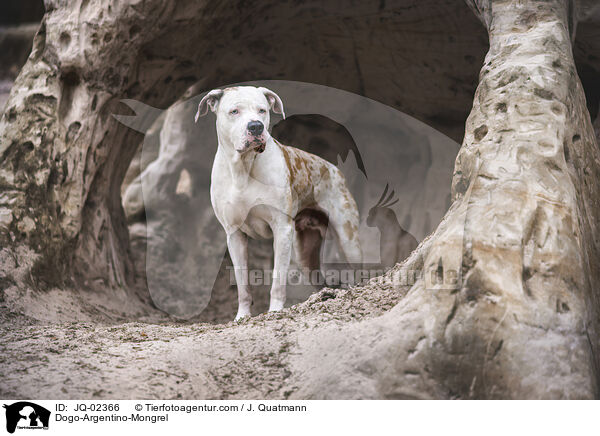 Dogo-Argentino-Mischling / Dogo-Argentino-Mongrel / JQ-02366