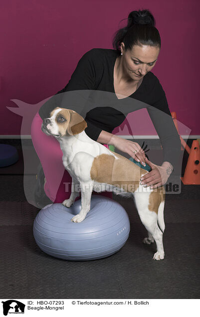 Beagle-Mischling / Beagle-Mongrel / HBO-07293