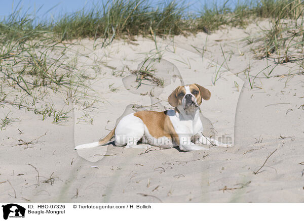 Beagle-Mischling / Beagle-Mongrel / HBO-07326