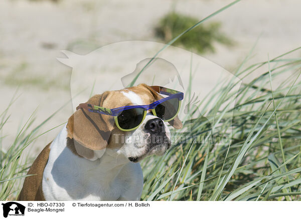 Beagle-Mischling / Beagle-Mongrel / HBO-07330
