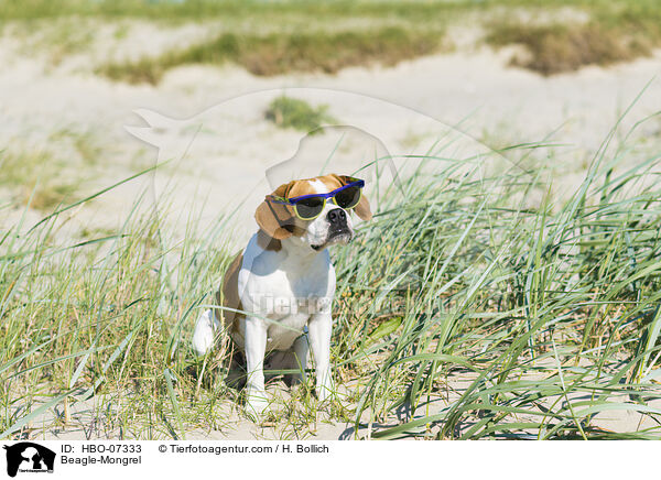 Beagle-Mongrel / HBO-07333