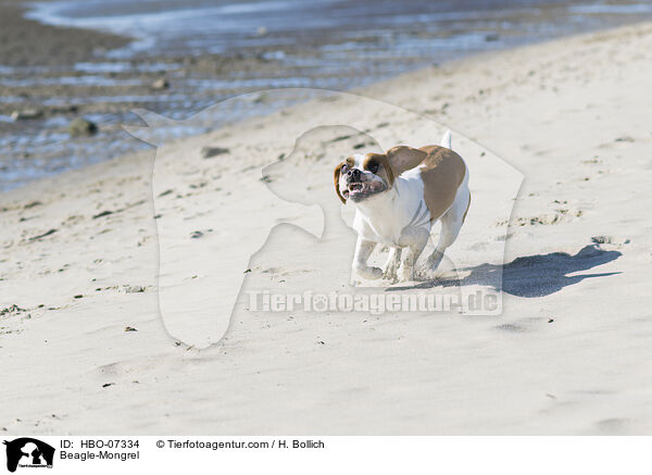 Beagle-Mischling / Beagle-Mongrel / HBO-07334