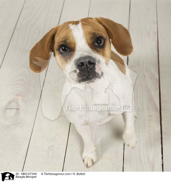 Beagle-Mischling / Beagle-Mongrel / HBO-07349