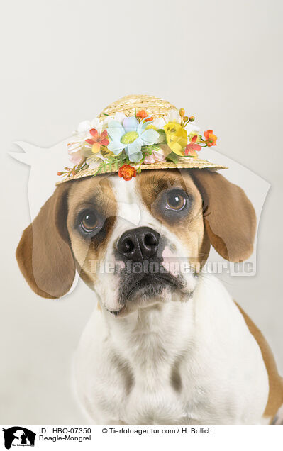 Beagle-Mischling / Beagle-Mongrel / HBO-07350