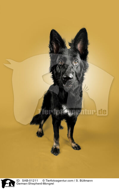 Deutscher-Schferhund-Mischling / German-Shepherd-Mongrel / SAB-01211
