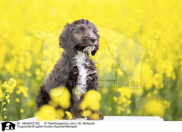 Toypudel-English-Cocker-Spaniel-Mix / Toypoodle-English-Cocker-Spaniel-Mongrel / MAW-02182