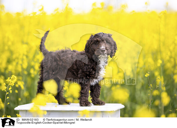 Toypudel-English-Cocker-Spaniel-Mix / Toypoodle-English-Cocker-Spaniel-Mongrel / MAW-02183