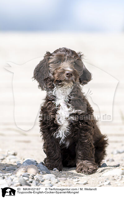 Toypudel-English-Cocker-Spaniel-Mix / Toypoodle-English-Cocker-Spaniel-Mongrel / MAW-02187
