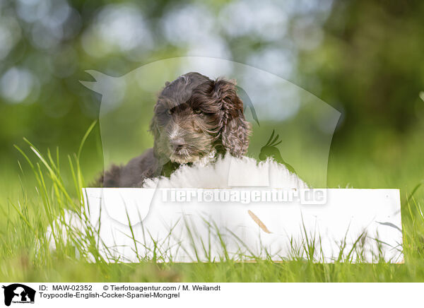Toypudel-English-Cocker-Spaniel-Mix / Toypoodle-English-Cocker-Spaniel-Mongrel / MAW-02352