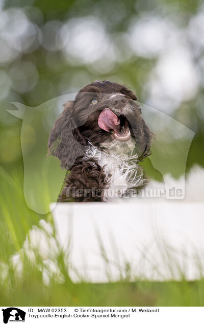 Toypudel-English-Cocker-Spaniel-Mix / Toypoodle-English-Cocker-Spaniel-Mongrel / MAW-02353
