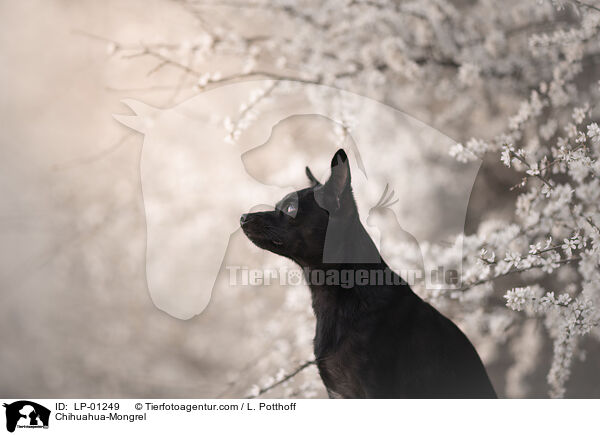 Chihuahua-Mischling / Chihuahua-Mongrel / LP-01249