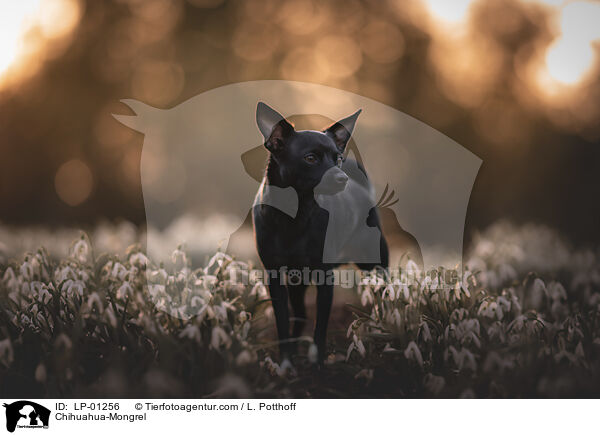 Chihuahua-Mischling / Chihuahua-Mongrel / LP-01256