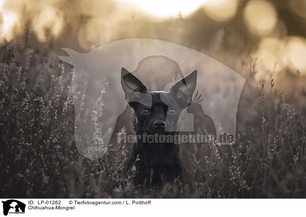 Chihuahua-Mischling / Chihuahua-Mongrel / LP-01262