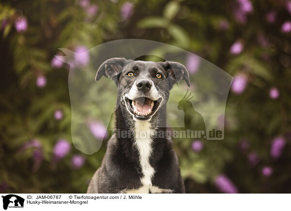 Husky-Weimaraner-Mischling / Husky-Weimaraner-Mongrel / JAM-06787