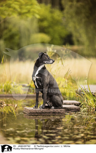 Husky-Weimaraner-Mischling / Husky-Weimaraner-Mongrel / JAM-06792